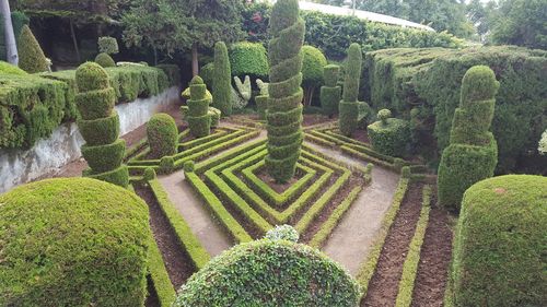 High angle view of plants in garden