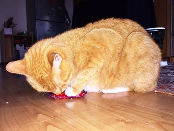 Close-up of ginger cat on table