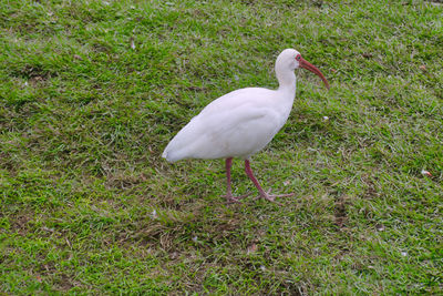 Bird in a field