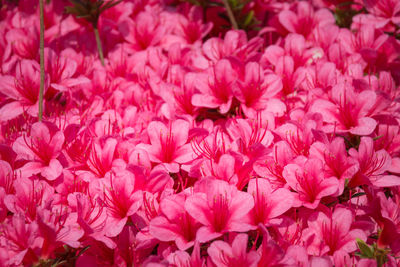 Full frame shot of pink flowering plants
