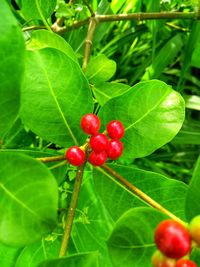 Close-up of red berries growing on plant