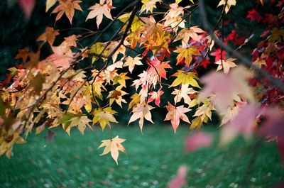 Close-up of maple leaves on tree in autumn