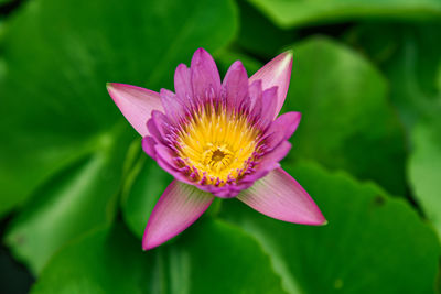 Close-up of pink water lily in pond