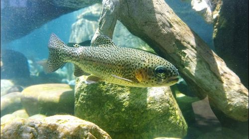 Close-up of fish underwater