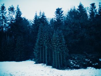 Trees in forest during winter