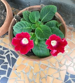 High angle view of potted plant on table