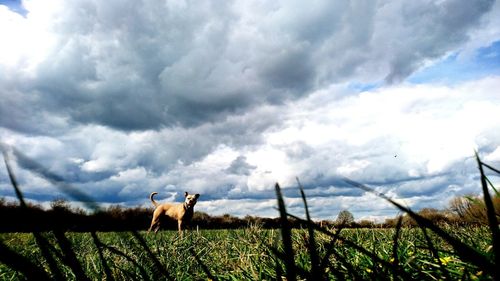 Side view of dog standing on grassy field against cloudy sky