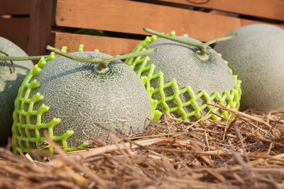 Close-up of fruit