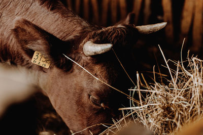 Close-up of cow