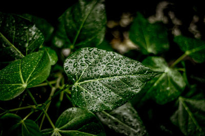 Close-up of green leaves