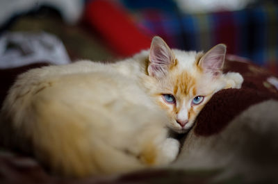 Close-up portrait of cat resting at home
