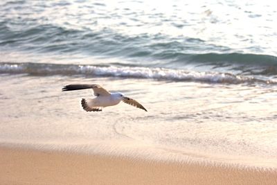 Seagull flying over calm beach