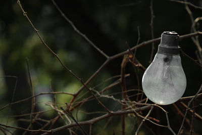 Close-up of light bulb hanging on branch