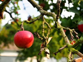 Close-up of apples on tree