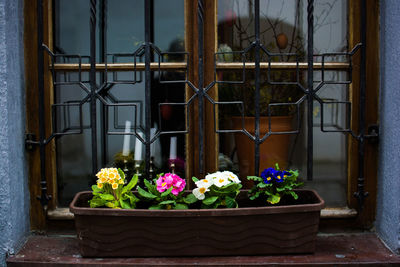 Potted plants on balcony