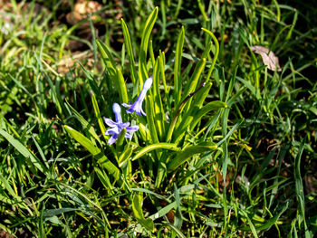 Close-up of crocus flowers on field