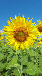 Close-up of sunflower