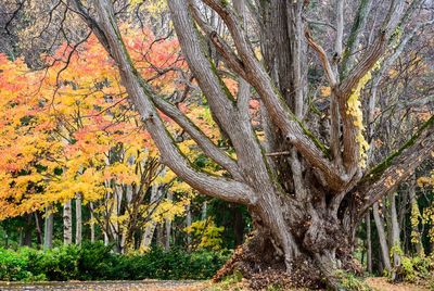 Trees growing in forest during autumn