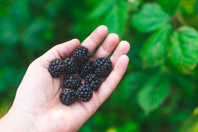 Close-up of hand holding fruit