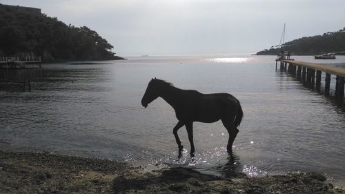 Horse on beach against sky