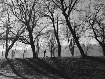 Silhouette bare trees in forest