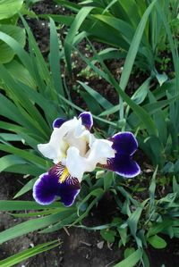 Close-up of fresh purple iris with white flower