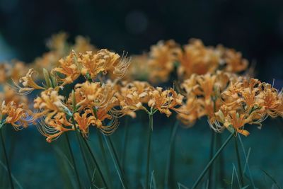 Close-up of orange flowering plants