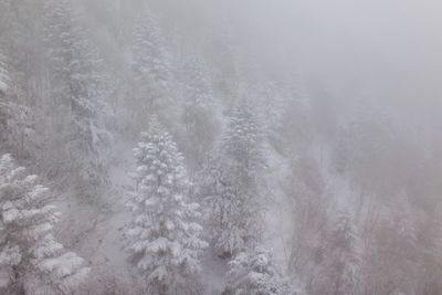 Pine trees in forest during winter