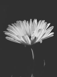 Close-up of white flower over black background