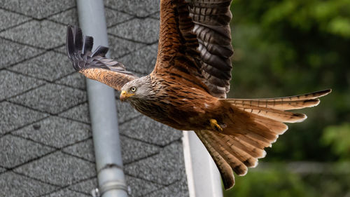 Close-up of a bird flying