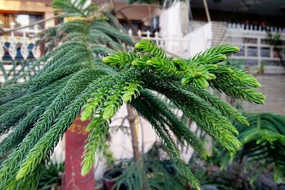 Close-up of plant