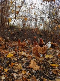 View of birds on land during autumn