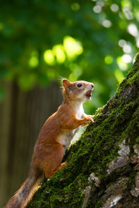 Squirrel on tree trunk