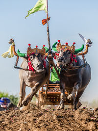 Bulls with cart running on field against clear sky during event