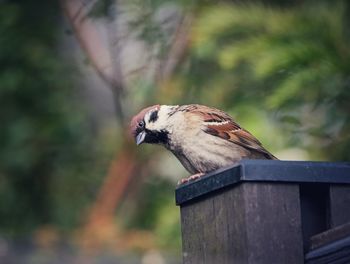 Close-up of bird perching on wood