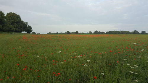 Scenic view of flowering field against sky