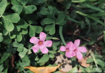 High angle view of pink flowering plant