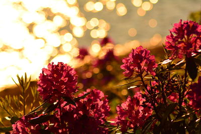 Close-up of yellow flowering plants