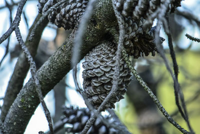 Close-up of rope tied on branch