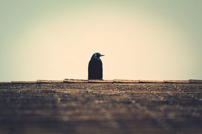 View of bird perching on wood against sky