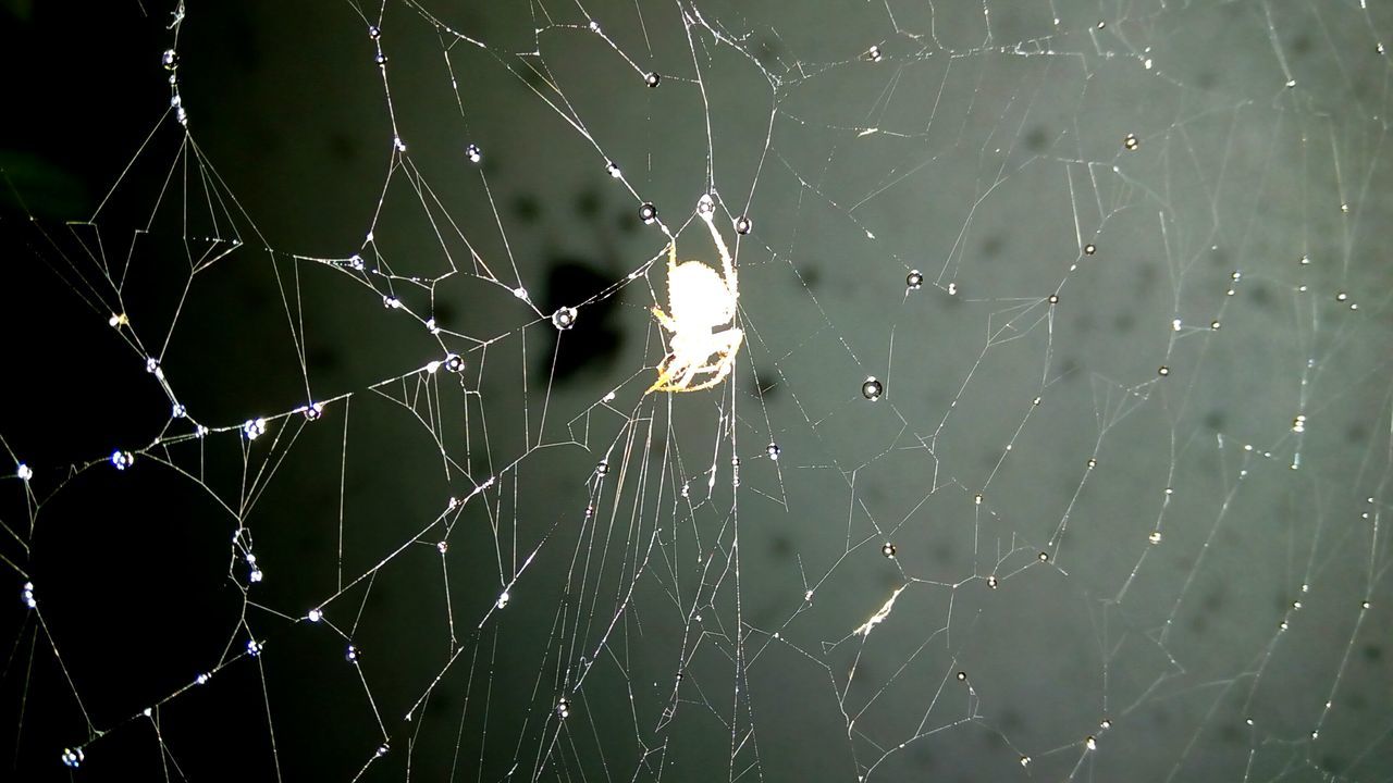 CLOSE-UP OF SPIDER WEB ON WATER