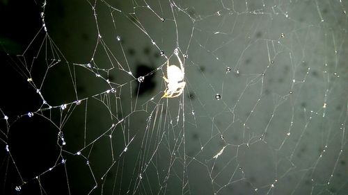 Close-up of spider on web against sky