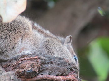 Close-up of monkey on rock