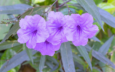 Close-up of flowers against blurred background