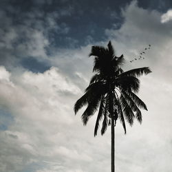 Low angle view of palm trees against cloudy sky