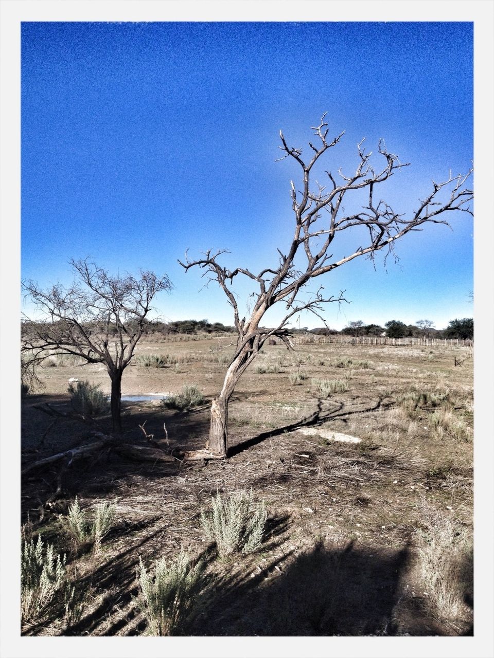 transfer print, blue, clear sky, bare tree, landscape, tranquility, field, auto post production filter, tree, tranquil scene, nature, sky, scenics, horizon over land, beauty in nature, rural scene, branch, day, non-urban scene, copy space