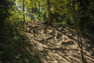 High angle view of trees and roots on field at hilsea lines