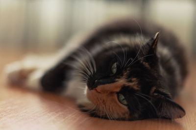 Close-up of cat lying down on floor at home