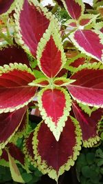 Close-up of leaves