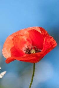 Close-up of red poppy against clear sky